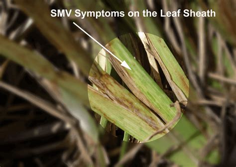 Report: Sugarcane Mosaic Virus Infected St Augustine Turf Growing in Southern Pinellas County ...