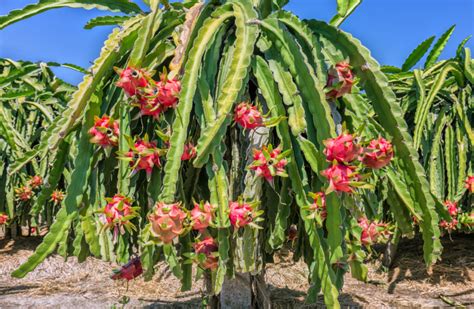 Blue Dragon Fruit Plant: A Guide on Planting, Growing and Caring