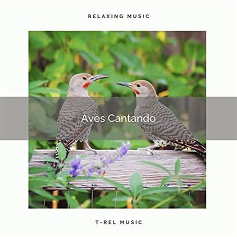 2021 Aves Cantando De Sonidos De Pajaros Pajaros Del Bosque En Amazon