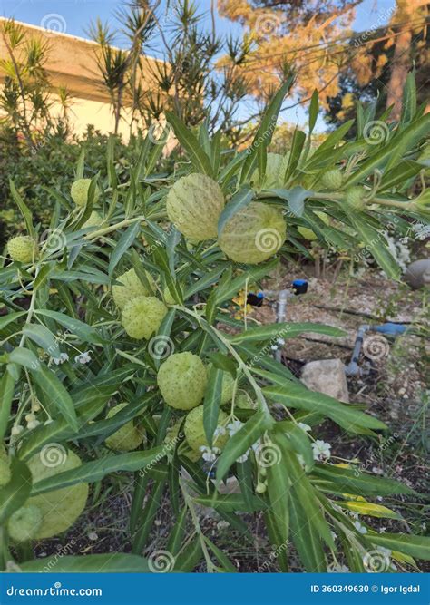 Gomphocarpus Physocarpus Royalty-Free Stock Photography | CartoonDealer