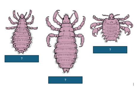 Ectoparasites Fleas And Lice Flashcards Quizlet