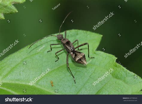 Riptortus Linearis Bean Bug Nature Stock Photo Shutterstock