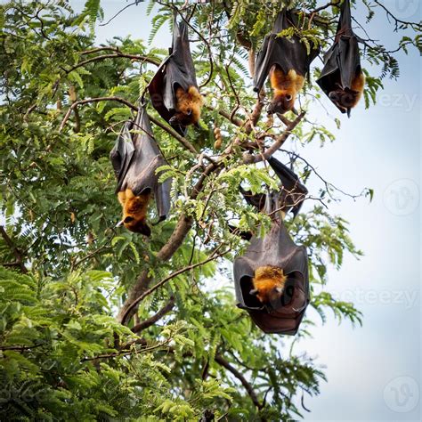 Giant fruit bats on tree 3085369 Stock Photo at Vecteezy