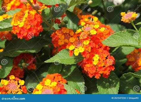 Close Up Of Orange And Yellow Lantana Flowers Stock Photo Image Of