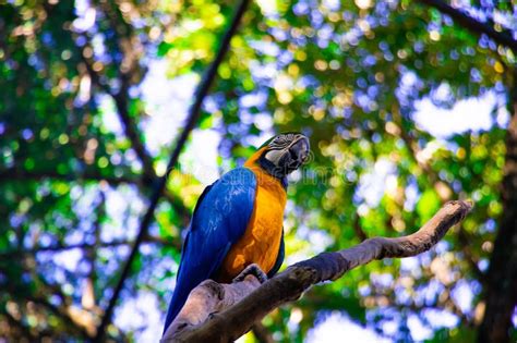 Birds of Parque Das Aves stock image. Image of falls - 145683109