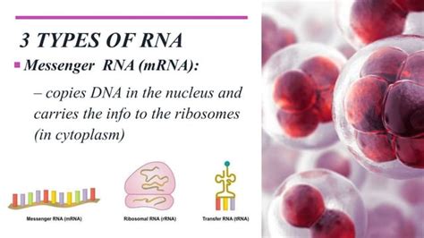 Protein synthesis | PPT