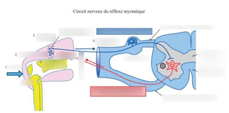 Diagramme de Schéma du circuit nerveux du réflexe myotatique Quizlet