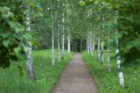 Paisajes Naturales En Un Lugar Histórico Pushkinskiye Gory Rusia Foto