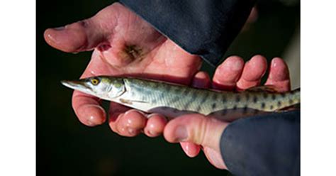 Anglers Doing Their Part To Help With Muskie Management