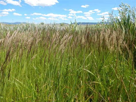 Native Grasses Are They Right For Your Lawn