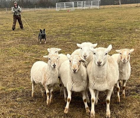 Herding - Camo Cross Dog Training