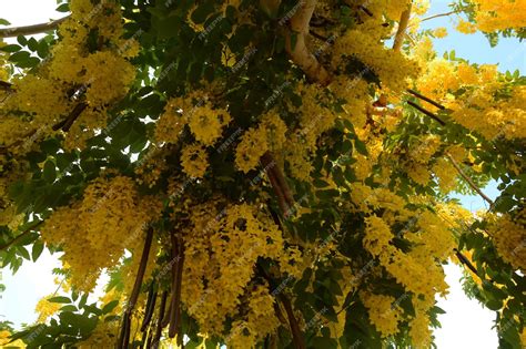 Premium Photo Cassia Fistula Commonly Known As Golden Shower