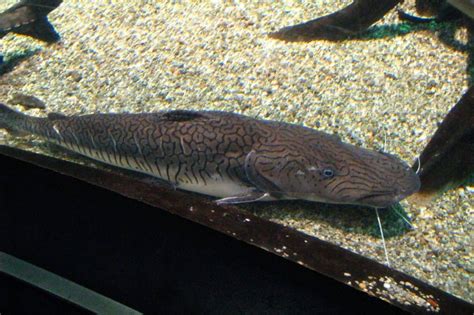 Tiger Shovelnose Catfish: Species Profile & Care Guide