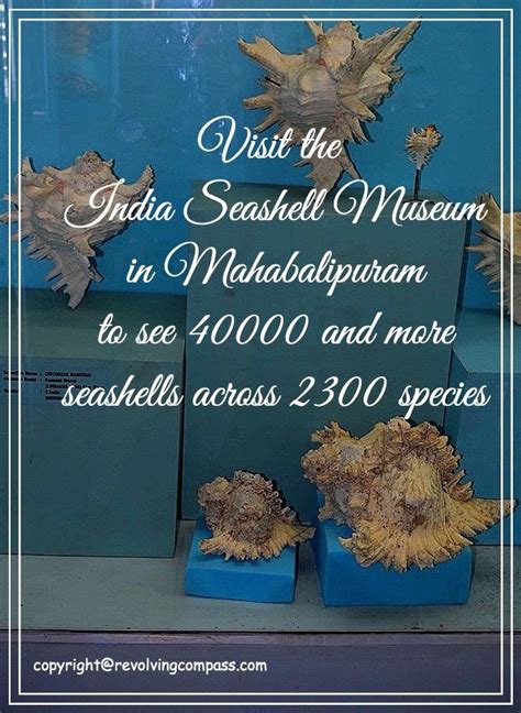 India Seashell Museum Mahabalipuram India Tamil Nadu With One