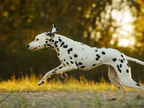 Brown Dalmatian - Rarity, Fact and Buying Guide - Dog Dwell