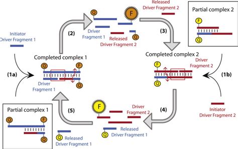 Schematic Diagram Of The Ezyamp Isothermal Signal Amplification Cascade