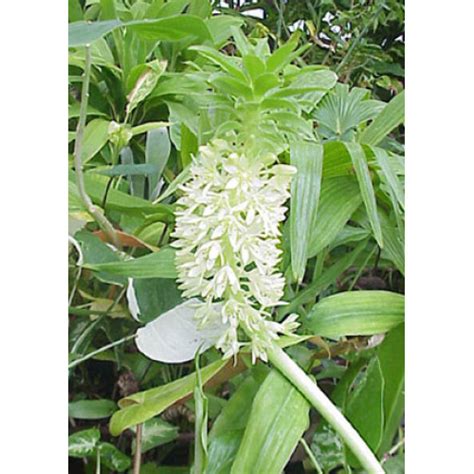 Eucomis autumnalis [undulata]