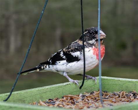 Rose Breasted Grosbeak FeederWatch