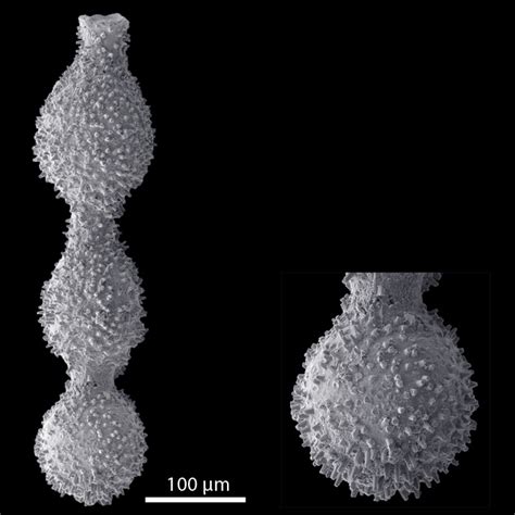 Amphicoryna Hirsuta Bad Freienwalde Germany Rupelian Oligocene