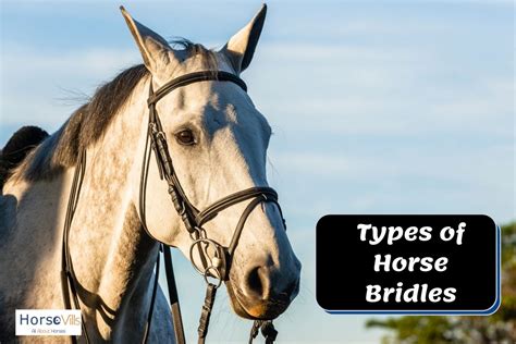 Types of Horse Bridles: Complete Guide from an Expert Rider