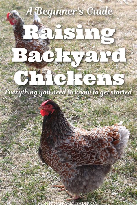 A Beginners Guide To Raising Backyard Chickens For Eggs Montana