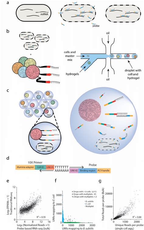 Microfluidic Probe Based Scrna Seq Method And Validation Download Scientific Diagram