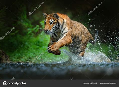 Tiger running in water Stock Photo by ©OndrejProsicky 162628502