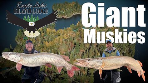 Giant Eagle Lake Muskies YouTube