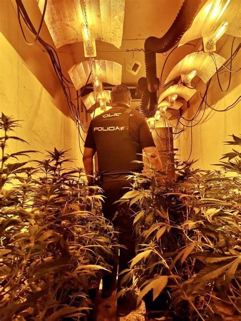 Desmantelan Un Cultivo Interior De Marihuana Con 126 Plantas En Un