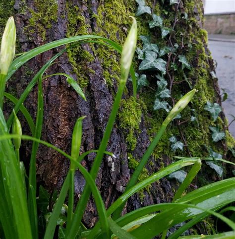 Three-cornered leek Identification | Environet