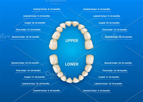 Tooth Naming Chart