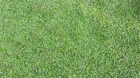 How To Grow Buffalo Grass Can You Grow Buffalo Grass From Seed Weeds In Gardens