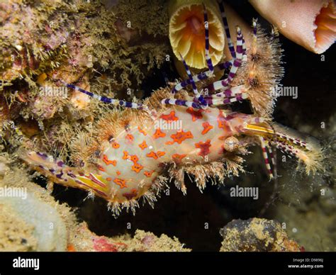 Saron Shrimp Saron Marmoratus Or Common Marble Shrimp Ambon