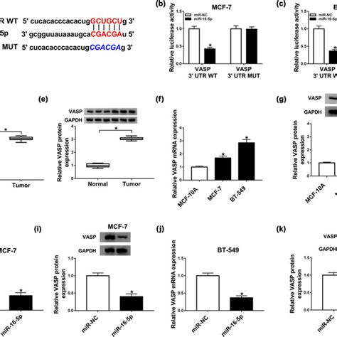 Vasp Was A Direct Target Of Mir P A Schematic Of Sequence