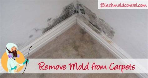 How To Remove Black Mold From On And Under Carpets Remove Black Mold