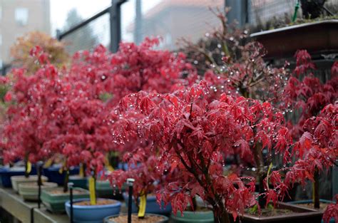 Acer Palmatum Deshojo Blog Bonsai Colmenar