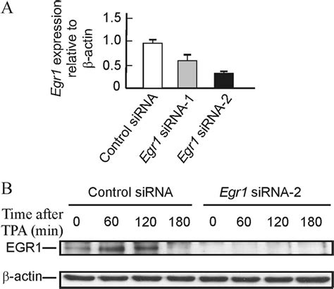 Effects Of Egr1 Knockdown On The Basal Level Of MRNA And On The Content