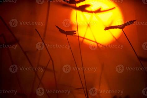 Red sunset background with plants in silhouette 16656363 Stock Photo at ...