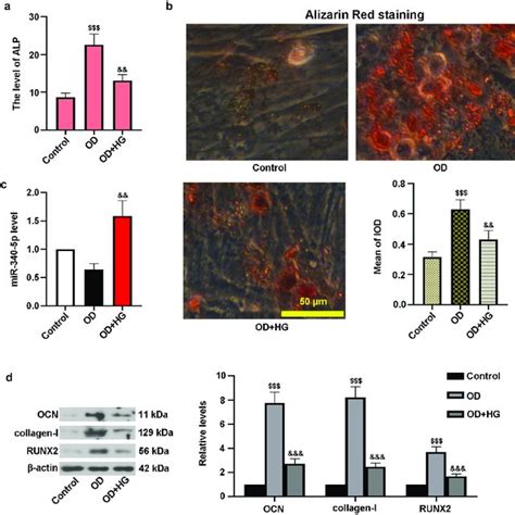 High Glucose Inhibited Osteogenic Differentiation In Mc T E Cells