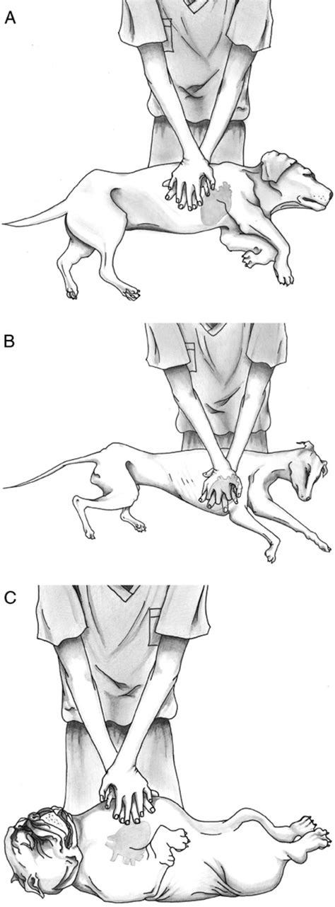 CPR For Dogs And Cats - This Is What To Do If Your Pet Starts Choking ...