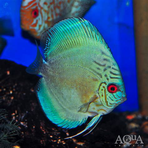 Cobalt Blue Discus Symphysodon Discus Aqua Imports