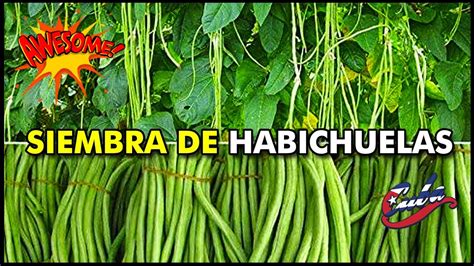 COMO SEMBRAR HABICHUELA Siembra De Habichuelas Completa Desde Semilla