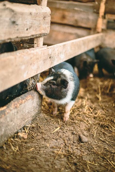 Small Vietnamese Pigs On The Farm Stock Image Image Of Eyes Farm