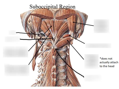 Suboccipital Region Diagram Quizlet