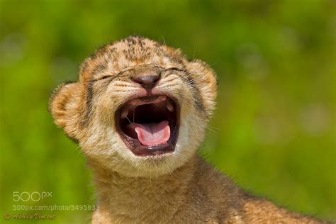 40 Baby Animals Spotted In The Wild - 500px