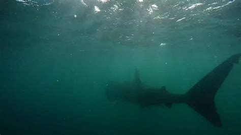 Basking Shark Spotted On Cornish Coast Irish Mirror Online