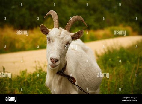 White Horned Goat Grazes On Green Grass On A Summer Day Stock Photo Alamy