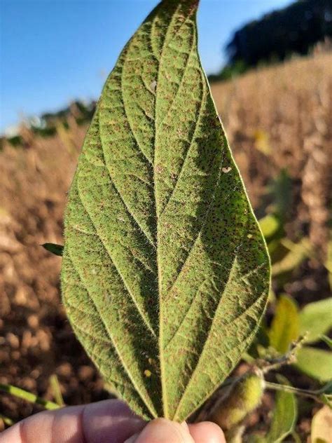 Ferrugem Asi Tica Da Soja E As Estrat Gias Para Enfrent La Pet Agronomia