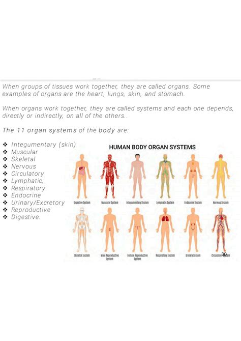 SOLUTION Humanbody Organ Systems Definition For Medical Students Notes