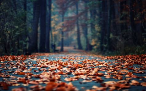 Autumn Foliage In The Park Wallpaper [2560x1600]